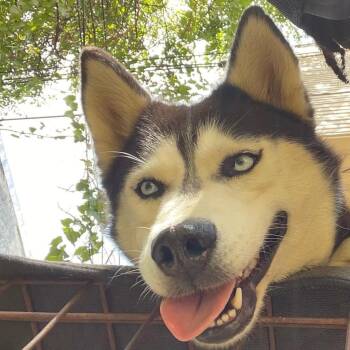 Sasha -  Siberian Husky and Mixed Breed Dog for Adoption in Philadelphia, Pennsylvania - Sasha | PetCurious