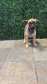 pup3 -  Boxer and Mixed Breed Dog for Adoption in El Paso, Texas - Pup3 | PetCurious