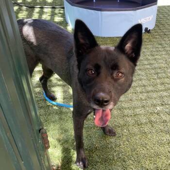 Miss Honey -  German Shepherd Dog and Chow Chow Dog for Adoption in Los Angeles, California - Miss Honey | PetCurious