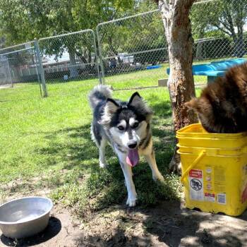 Pretty Girl -  Husky Dog for Adoption in San Jacinto, California - Pretty Girl | PetCurious