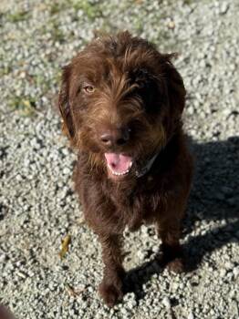 Rescue Labrador Retriever and Poodle Dogs for Adoption in New Bern, North Carolina - Cocoa | PetCurious