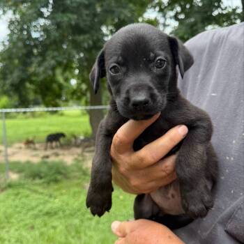 Rescue Black Labrador Retriever Dogs for Adoption in Spring, Texas - Gail | PetCurious