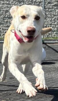 Farrah -  Yellow Labrador Retriever Dog for Adoption in Shorewood, Illinois - Farrah | PetCurious
