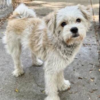Mathieu -  Terrier Dog for Adoption in Oakland, California - Mathieu | PetCurious