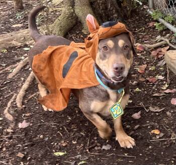 Rescue Mixed Breed Dogs for Adoption in Acworth, Georgia - Jo | PetCurious