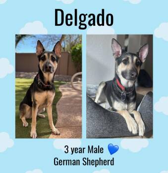 Rescue German Shepherd Dog Dogs for Adoption in Mesa, Arizona - DELGADO  – 3 YR GERMAN SHEPHERD  MALE @ PETCO, 5011 E. RAY ROAD, | PetCurious
