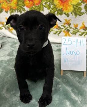 Rescue Labrador Retriever and Mixed Breed Dogs for Adoption in Barnesville, Georgia - 25-141 Juno | PetCurious