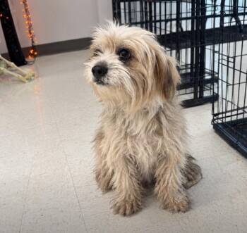Vanilla -  Shih Tzu Dog for Adoption in Hobbs, New Mexico - Vanilla | PetCurious