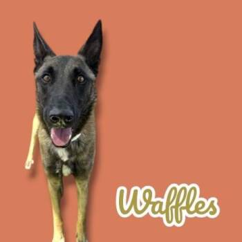 Belgian Shepherd Malinois Dogs Available for Adoption in Scottsdale, Arizona - Waffles | PetCurious