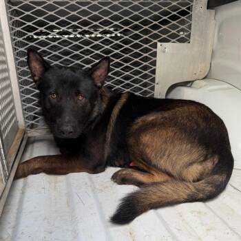 Stark -  Shepherd and Mixed Breed Dog for Adoption in Edinburg, Texas - Stark | PetCurious