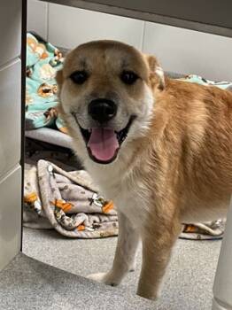 Rescue Shepherd and Mixed Breed Dogs for Adoption in Grapevine, Texas - Reno | PetCurious
