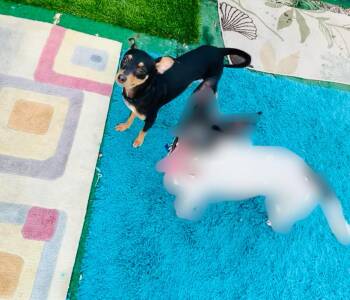 Miniature Pinscher Dogs Available for Adoption in Tempe, Arizona - Rari (Ferrari) | PetCurious