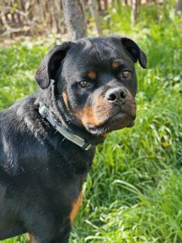 Rottweiler Dogs Available for Adoption - Brisket | PetCurious