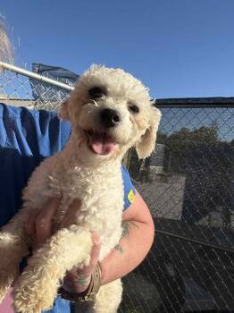 Rescue Poodle Dogs for Adoption in Hartland, Wisconsin - Ashford-Foster Home Needed | PetCurious