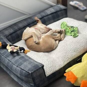 Labrador Retriever and Mixed Breed Dogs Available for Adoption - Alora | PetCurious