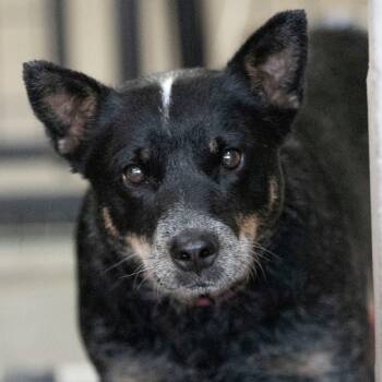 Rescue Australian Cattle Dog Blue Heeler Dogs for Adoption in Peyton, Colorado - Bella (N25-247) | PetCurious