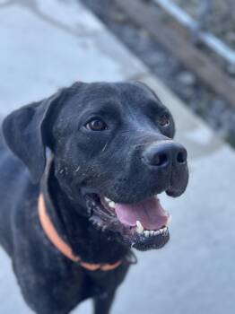 Rescue Labrador Retriever Dogs for Adoption in Youngstown, Ohio - Wooford | PetCurious
