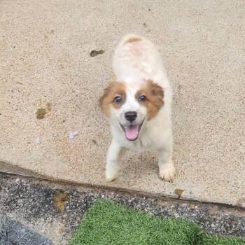 Cookie -  Dachshund and Mixed Breed Dog for Adoption in Cleveland, Tennessee - Cookie | PetCurious