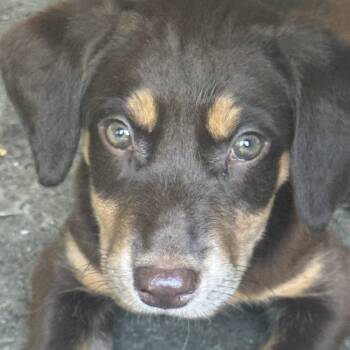 Trinity -  Mixed Breed Dog for Adoption in Monroe, North Carolina - Trinity | PetCurious