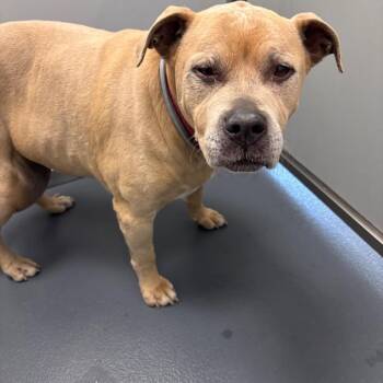 Mixed Breed Dogs Available for Adoption in Allentown, Pennsylvania - Daisy | PetCurious