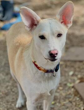 Rescue Shepherd Dogs for Adoption in Sadler, Texas - Rosie | PetCurious