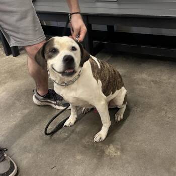 Homer -  Boxer and Terrier Dog for Adoption in Tampa, Florida - Homer | PetCurious
