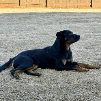 Rottweiler and Mixed Breed Dogs Available for Adoption in Brownsboro, Alabama - Little Missy | PetCurious
