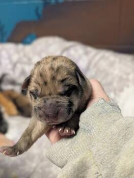 Retriever and Shepherd Dogs Available for Adoption - Polar - PENDING ADOPTION | PetCurious