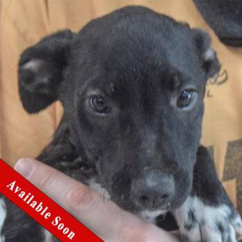 Border Collie and Australian Cattle Dog Blue Heeler Dogs Available for Adoption in Huntley, Illinois - Guinea | PetCurious