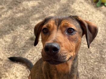 German Shepherd Dog and Mixed Breed Dogs Available for Adoption - PIPER | PetCurious