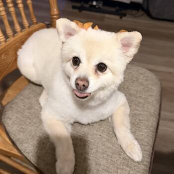 JaeLoz -  Pomeranian Dog for Adoption in Nipomo, California - JaeLoz | PetCurious