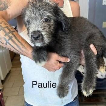 Paulie (P Litter) -  Poodle and Mixed Breed Dog for Adoption - Paulie (P Litter) | PetCurious