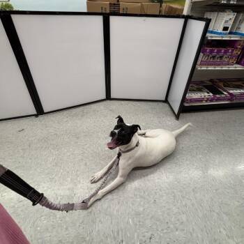Livia -  American Staffordshire Terrier and Mixed Breed Dog for Adoption in San Antonio, Texas - Livia | PetCurious