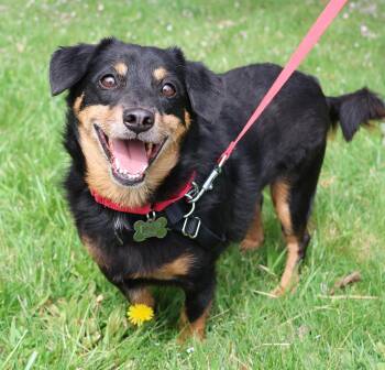 Dachshund Dogs Available for Adoption in Harrison, New York - Hugo | PetCurious