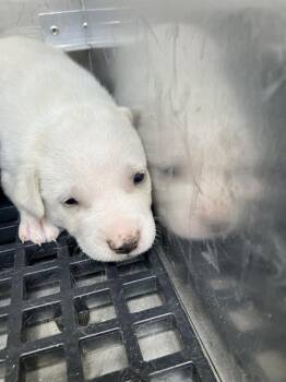 VENU -  Mixed Breed Dog for Adoption in Dallas, Texas - VENU | PetCurious