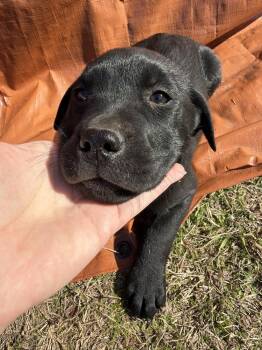 Labrador Retriever and Mixed Breed Dogs Available for Adoption - Cairns / Udon | PetCurious