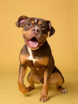 Mixed Breed Dogs Available for Adoption in Atlanta, Georgia - Jett | PetCurious