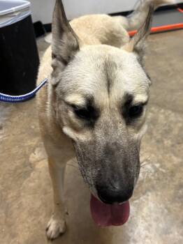 Rescue German Shepherd Dog and Mixed Breed Dogs for Adoption in Lockhart, Texas - Max | PetCurious