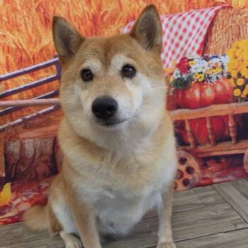 Soka -  Shiba Inu Dog for Adoption in Normal, Illinois - Soka | PetCurious