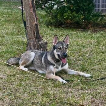 German Shepherd Dog and Mixed Breed Dogs Available for Adoption in Houston, Texas - Ellen | PetCurious