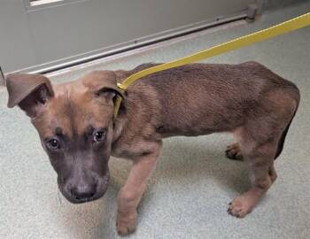 German Shepherd Dog Dogs Available for Adoption in Plano, Texas - Sparky A216961 | PetCurious