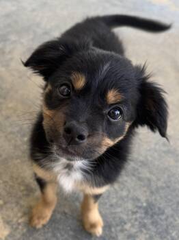 Chihuahua and Terrier Dogs Available for Adoption - Magnolia | PetCurious