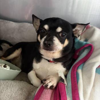 Chopper -  Chihuahua Dog for Adoption in Colbert, Georgia - Chopper | PetCurious