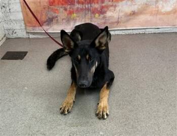 HANK -  German Shepherd Dog Dog for Adoption in San Bernardino, California - HANK | PetCurious