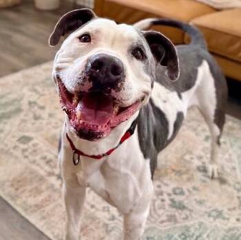 American Staffordshire Terrier and Pit Bull Terrier Dogs Available for Adoption in Friendswood, Texas - Georgie Smiles With The Best Smile Around Town | PetCurious