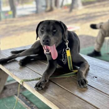 Labrador Retriever and Weimaraner Dogs Available for Adoption in Cedarburg, Wisconsin - Luke | PetCurious