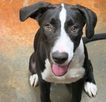 Tucker Louisiana -  Hound and Labrador Retriever Dog for Adoption in Rockaway, New Jersey - Tucker Louisiana | PetCurious