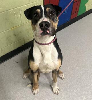 Plott Hound and Mixed Breed Dogs Available for Adoption - BUNNY | PetCurious