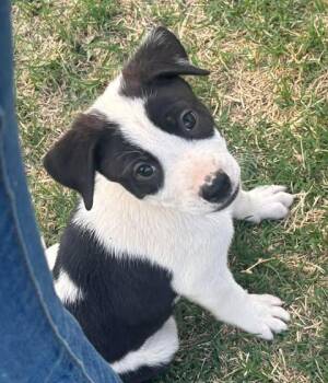 Terrier Dogs Available for Adoption in San Tan Valley, Arizona - Luigi | PetCurious
