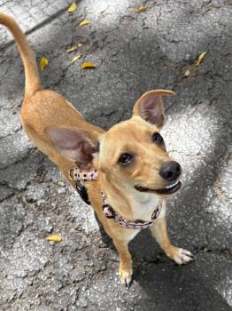 lilac -  Italian Greyhound and Chihuahua Dog for Adoption in Margate, Florida - Lilac | PetCurious